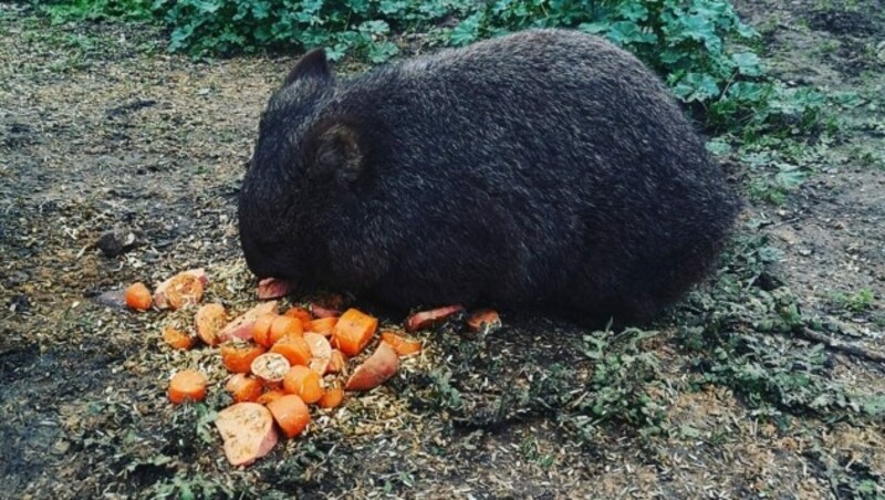 Wombats können ganz schön rabiat sein. Musste ich am eigenen Leib erfahren. (Bild: Denise Zöhrer)