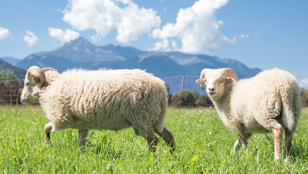 „Wolli“ und „Filzi“ heißen die Schafe nun – und wohnen in malerischer Kulisse am Wiesenhof in Innsbruck. (Bild: Christian Forcher)