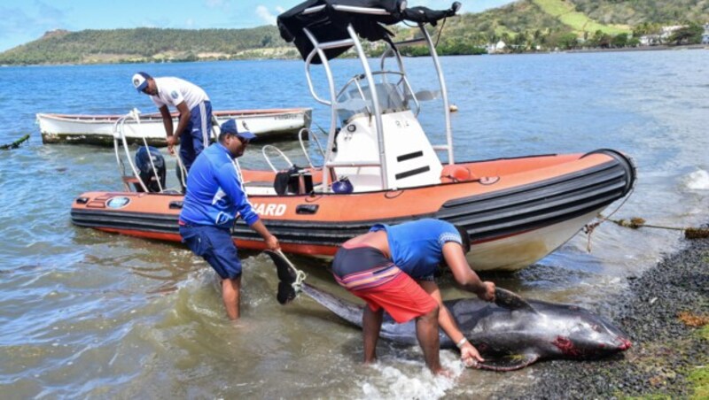 Insgesamt sind 18 Delfine an Stränden von Mauritius verendet. (Bild: AFP)