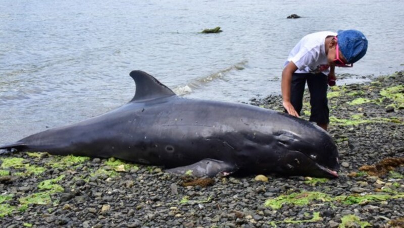 Einer der toten Delfine liegt am Strand. (Bild: AFP)