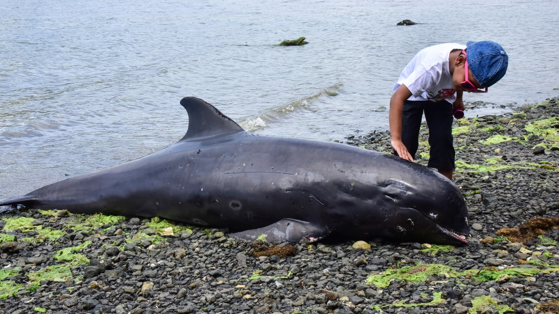 Kleiner Bub Streichelt Toten Delfin Auf Mauritius Krone At