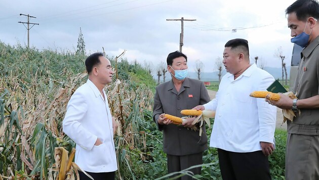 Kim Jong Un inspiziert ein Maisfeld in Nordkorea. Zuletzt hatte es wieder Spekulationen über seinen Gesundheitszustand gegeben. (Bild: APA/AFP/KCNA VIA KNS/STR)