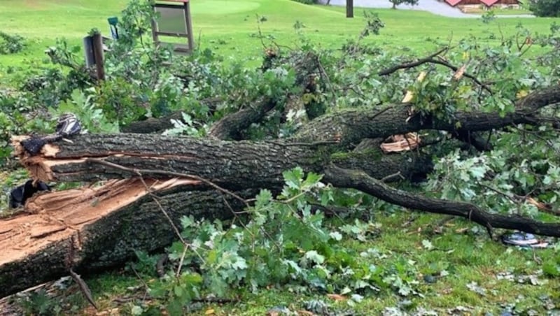 Der Auslöser für den Sturz eines Baumes auf den Kleinbus in der Gemeinde Burgauberg-Neudauberg (Bezirk Güssing) dürfte ein heftiges Unwetter gewesen sein. (Bild: Christian Schulter)