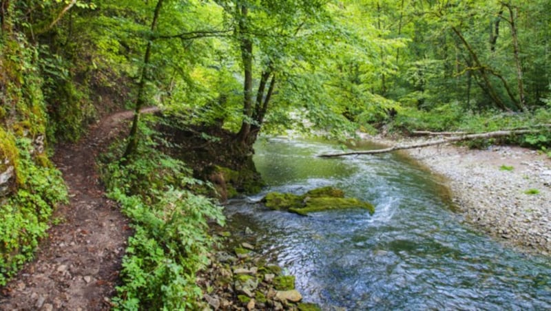 Nur noch 15 Prozent der Flüsse in Österreich sind ökologisch intakt. (Bild: ©Friedberg - stock.adobe.com (Symbolfoto))