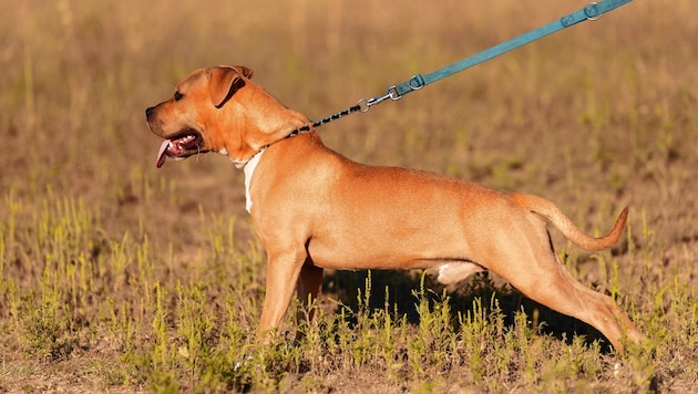 Zugebissen hat erneut ein American Staffordshire Terrier (Symbolbild). (Bild: ©SasaStock - stock.adobe.com)