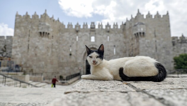 Eine Katze in der Altstadt von Jerusalem (Symbolbild) (Bild: AFP)