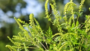 Ragweed ist eine aus den USA eingeschleppte, sehr anpassungs- und widerstandsfähige Pflanze mit hoher allergischer Potenz. (Bild: Elenathewise/stock.adobe.com)