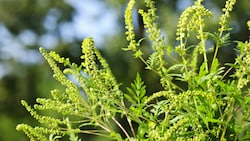 Ragweed-Pflanze (Ambrosia artemisiifolia) (Bild: Elenathewise/stock.adobe.com)