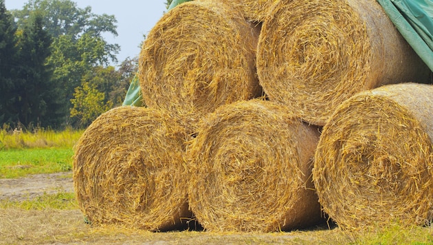 Hay bales have been seen more and more often for years: A serious accident occurred on Saturday in Carinthia while working with a baler. (Bild: stock.adobe.com)