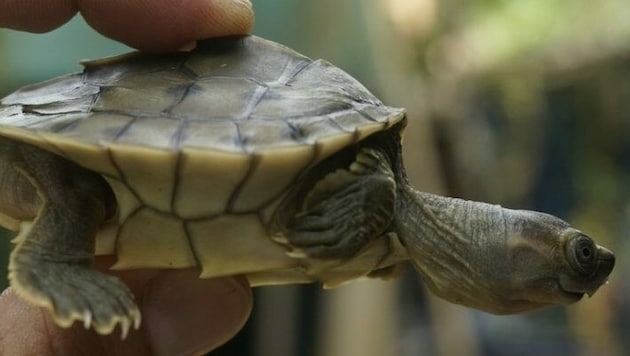 (Bild: Turtle Survival Alliance/Wildlife Conservation Society)