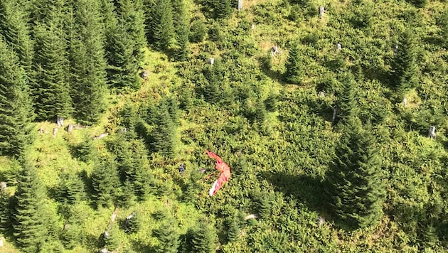 Das Paragleiter-Pilot stürzte in einen Jungwald ab. (Bild: zoom.tirol)