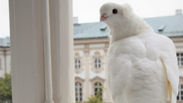 Diese Taube besuchte Gemeinderat Dankl an seinem Fenster. Ein Tier wurde bereits gerettet. (Bild: Dankl)