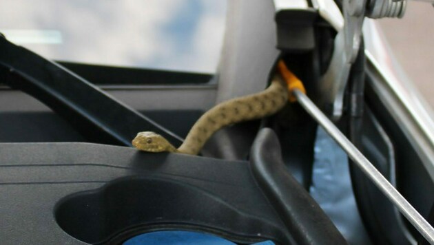 Ein Feuerwehrmann, der schon Erfahrung mit Schlangen hatte, holte das Tier aus dem Motorraum. (Bild: APA/FOTOKERSCHI.AT/FF ANSFELDEN)
