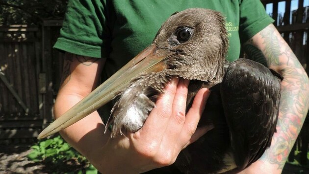 Vor dem kräfteraubenden Flug in den Süden ist ein völlig ausgehungerter Schwarzstorch vor wenigen Tagen im Garten eines Hauses in Elixhausen (Flachgau) „notgelandet“. (Bild: APA/VIER PFOTEN)