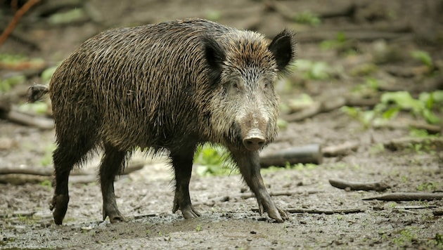 Ein Wildschwein muss in Radweg erlegt worden sein: Ein Kadaver wurde entdeckt (Bild: APA/dpa/Fredrik von Erichsen)