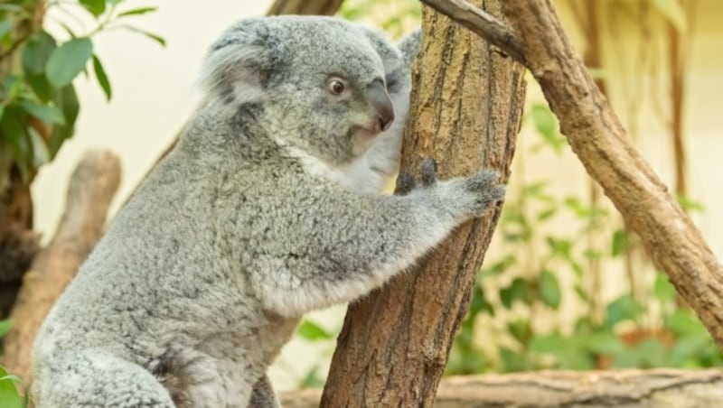 Koalaweibchen "Bunji" (Bild: Daniel Zupanc)