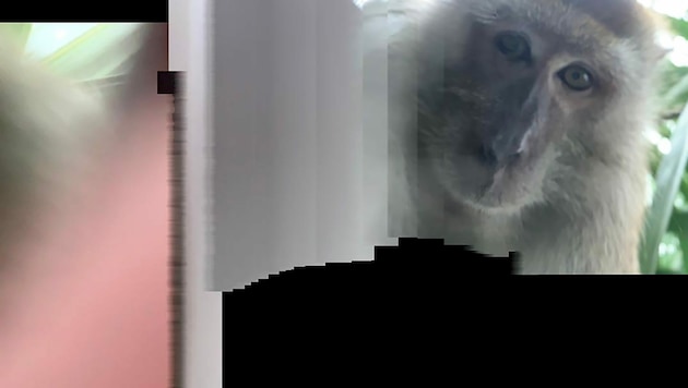 Der Affe nahm das Selfie im Panoramamodus der Handykamera auf. (Bild: AP)