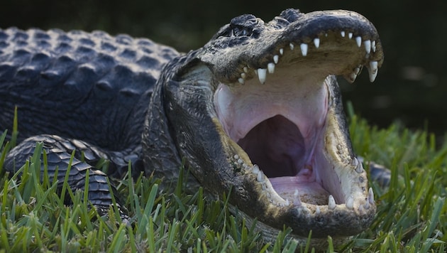 In Florida wurde ein Zweijähriger von einem Alligator getötet. Sein Vater soll ihn dem Tier zum Fraß vorgeworfen haben (Symbolbild). (Bild: stock.adobe.com)