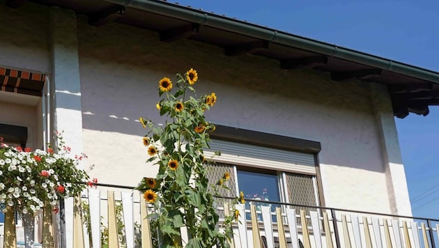 Die rekordverdächtige Sonnenblume reicht im 1. Stock bis fast unters Hausdach (Bild: Pressefoto Scharinger © Daniel Scharinger)