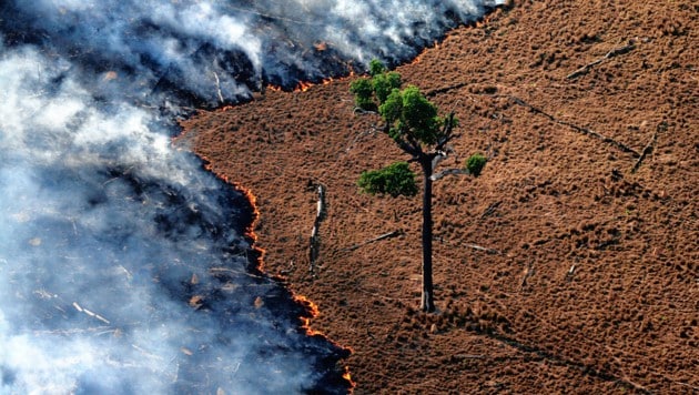 O Mercosul alimentaria ainda mais o já dramático desmatamento.  (Imagem: © Greenpeace / Rodrigo Baléia)