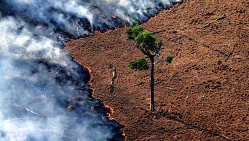 (Bild: © Greenpeace/Rodrigo Baléia)