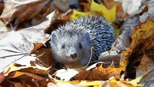 Laubhäufen im Garten lieben nicht nur Kinder – sie sind Unterschlupf für zahlreiche Tiere. Igel können bei mildem Herbstwetter bis in den November aktiv sein. (Bild: Jürgen Radspieler)