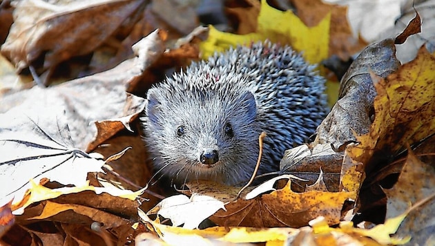 Igel im Herbst (Bild: Jürgen Radspieler)