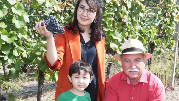 Khamida Fayzullaev, Ehefrau des Botschafters aus Usbekistan: „Ich bin zum ersten Mal bei einer Weinlese. Die Trauben schmecken. Vielen Dank, lieber Willi Opitz.“ (Bild: Judt Reinhard)