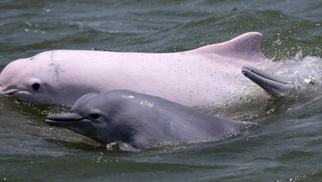(Bild: Hong Kong Dolphin Conservation Society)