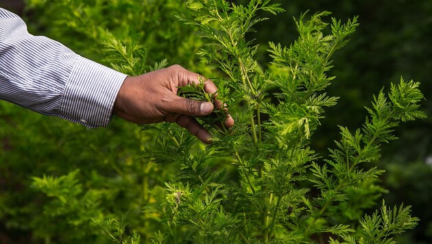 Ein Kräutertrunk auf Basis von Einjährigem Beifuß (Artemisia annua) soll angeblich vorbeugend und heilend wirken. (Bild: AFP/Rijasolo)