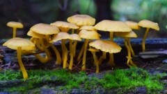 Der Wirkstoff Psilocybin hat eine halluzinogene Wirkung. (Bild: stock.adobe.com)