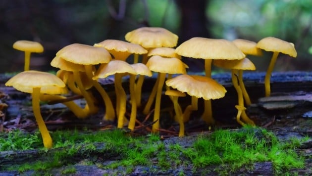 Magic Mushrooms: Ihr Wirkstoff Psilocybin hat eine halluzigene Wirkung. (Bild: stock.adobe.com)