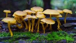 Der Wirkstoff Psilocybin hat eine halluzinogene Wirkung. (Bild: stock.adobe.com)