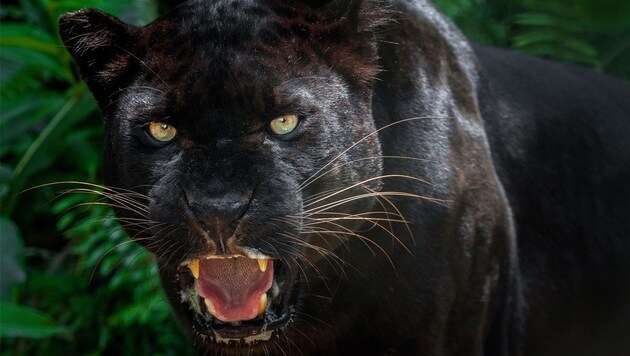 Ein Panther ist keine eigene Großkatzenart, sondern ein schwarz gefärbter Jaguar oder Leopard. Leoparden leben in Afrika und Asien, der Jaguar ist in Süd- und Mittelamerika zu Hause. (Bild: stock.adobe.com)