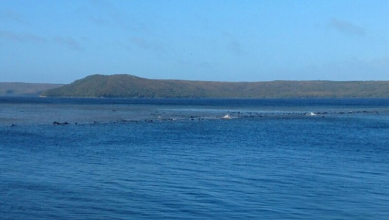 Rund 270 Wale sind vor der Küste Tasmaniens gestrandet. (Bild: AFP)