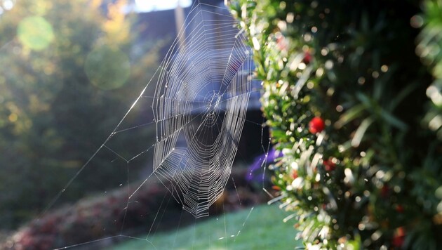 Im Altweibersommer zeigen sich viele Spinnennetze im Tau. (Bild: Radspieler Jürgen)