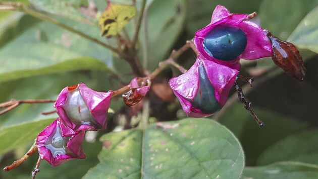Auch der Losbaum (Clerodendron trichotomum) lockt mit auffälligen Farben. (Bild: Felix Schlatti)