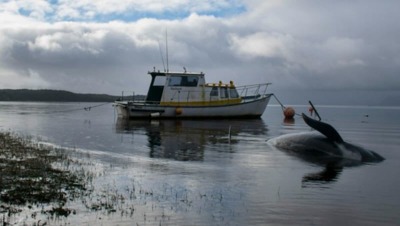 Vor Tasmanien sind rund 470 Grindwale gestrandet. (Bild: AFP )