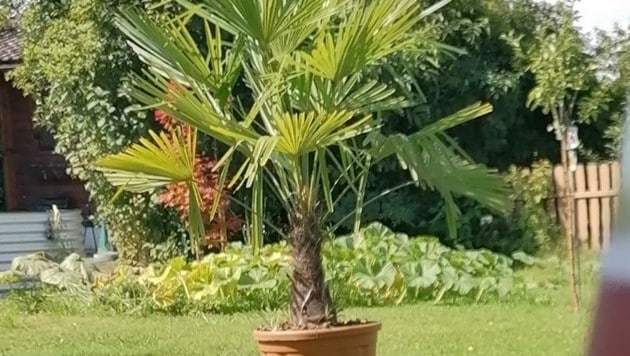 Diese große Palme wurde von Unbekannten aus dem Schrebergarten in Linz gestohlen. (Bild: zVg)