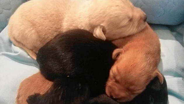 Die fünf süßen Hundewelpen werden jetzt im Tierheim Parndorf mit dem Fläschchen großgezogen. (Bild: Melanie Leitner)