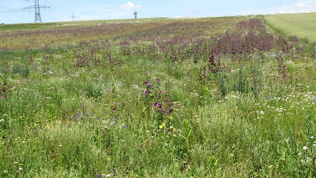 Die Bienenweideflächen sind nicht nur hübsch anzusehen, sondern auch nützlich. (Bild: Verein BERTA)