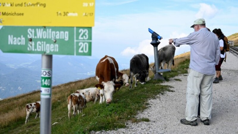 Wanderer am Schafberg (Bild: APA/BARBARA GINDL)