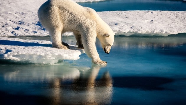 Ein Eisbär in der Arktis (Bild: ©Mario Hoppmann - stock.adobe.com)