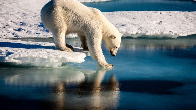 Ein Eisbär in der Arktis (Bild: ©Mario Hoppmann - stock.adobe.com)