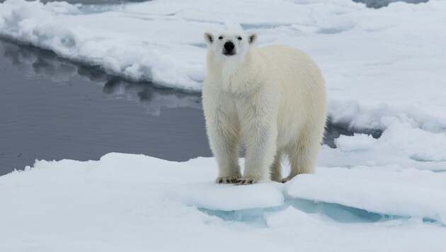 Eisbär (Bild: ©ThoPics - stock.adobe.com)