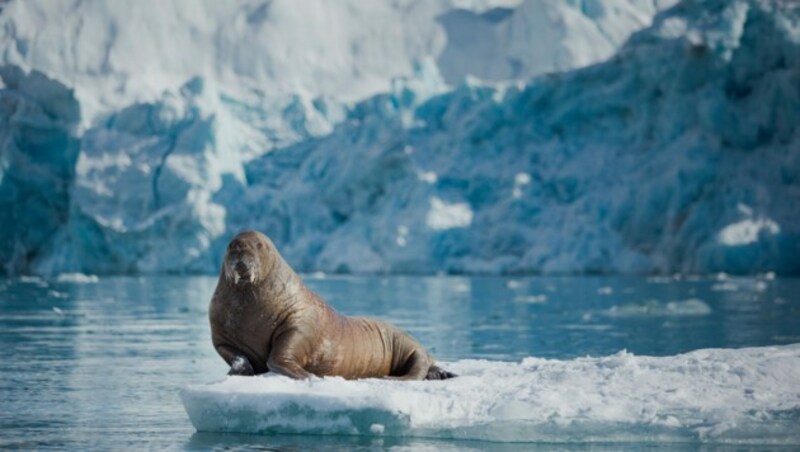 Walross (Bild: © Denis Sinyakov/Greenpeace)