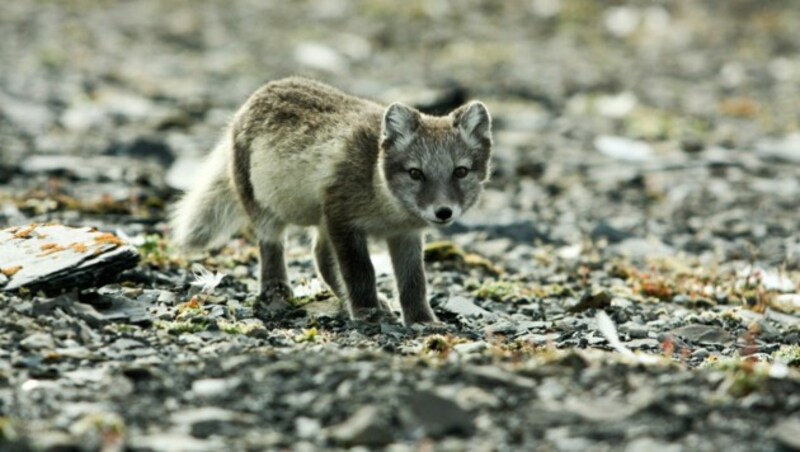 Polarfuchs (Bild: © Larissa Beumer / Greenpeace)