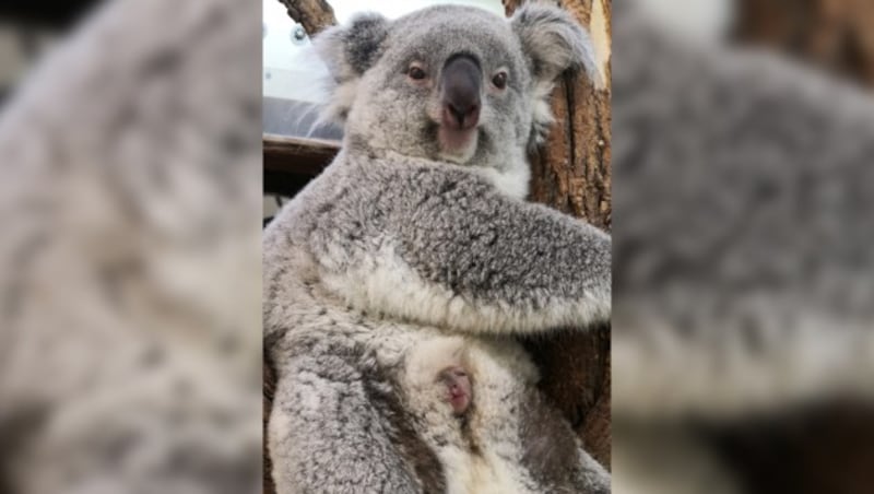 (Bild: APA/Tiergarten Schönbrunn/Simona Gabrisova)