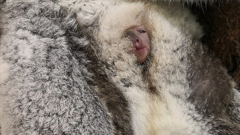 (Bild: APA/Tiergarten Schönbrunn/Simona Gabrisova)