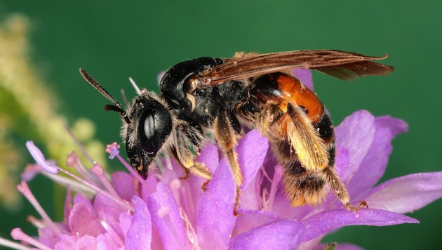 Bienen und andere Insekten sorgen in der Landwirtschaft für die Bestäubung der Pflanzen und sie sind ein wichtiger Bestandteil im Naturkreislauf. (Bild: Josef Limberger)